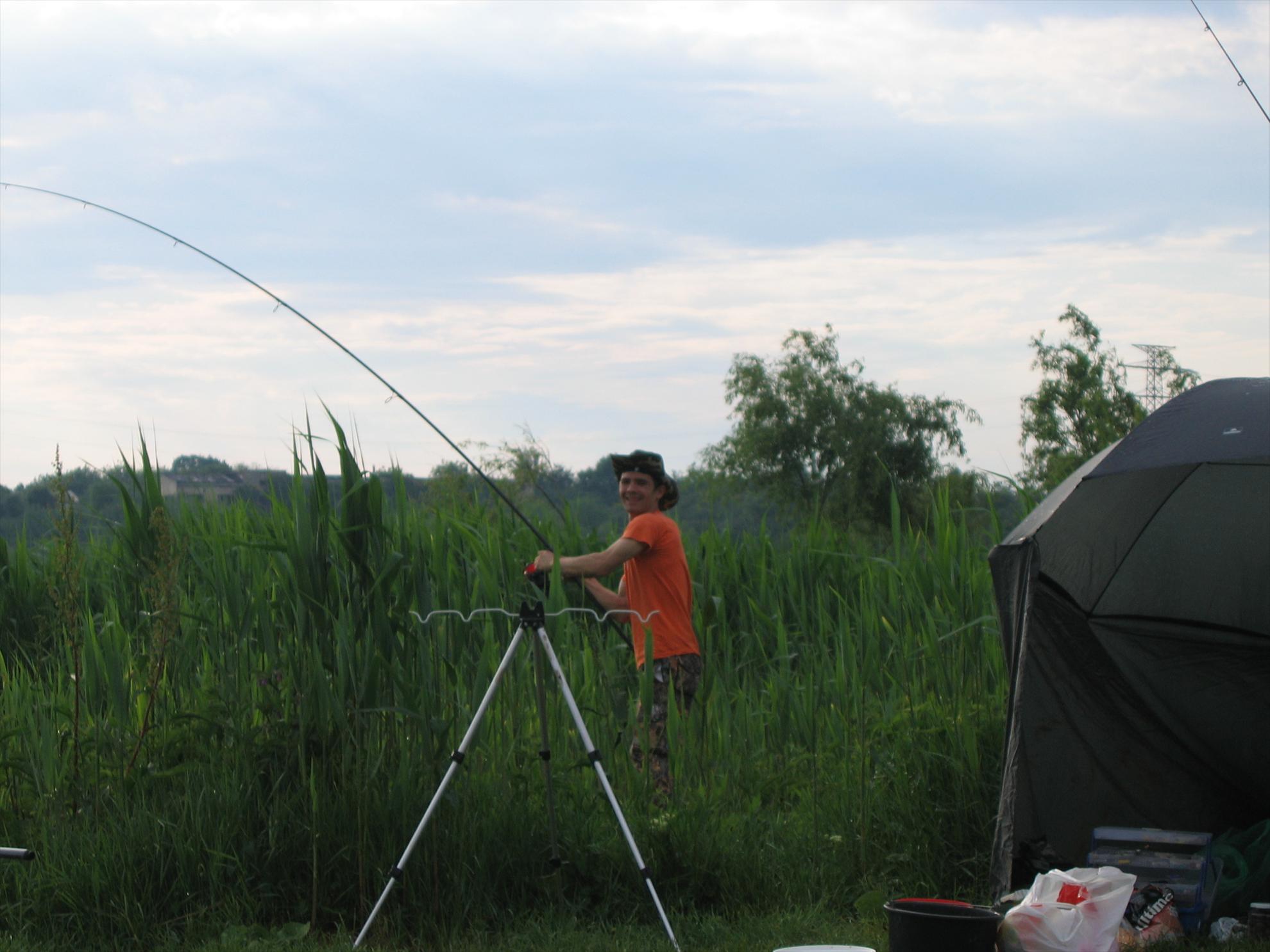 tancabesti - corcodus